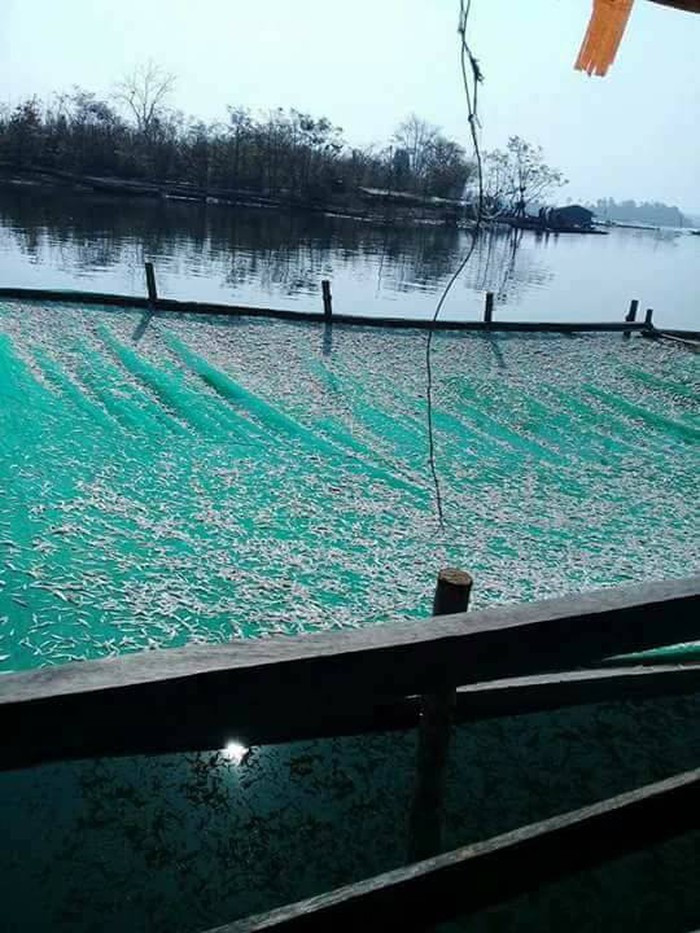 Ngoài công việc thường nhật, những người dân nơi đây chỉ thắp đèn, kéo lưới cũng kiếm tiền triệu mỗi đêm.