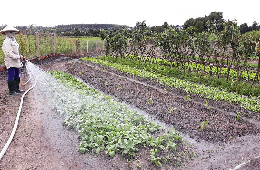  Bà Lại Thị Hiên tưới nước cho vườn rau của gia đình. Ảnh: T.V