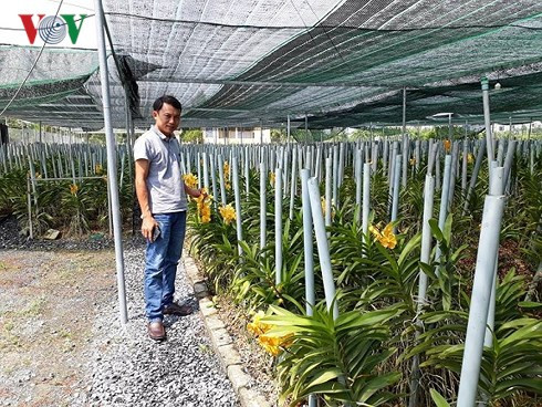 Mô hình trồng hoa lan Mokara của Lê Thành Trung lãi hơn 2 tỷ đồng/năm