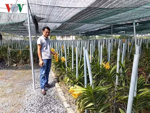 Mô hình trồng hoa lan Mokara của Lê Thành Trung lãi hơn 2 tỷ đồng/năm