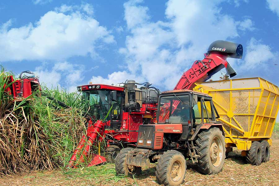  Thu hoạch mía bằng máy giúp đẩy nhanh tiến độ, giảm chi phí vận chuyển. Ảnh: đức thụy