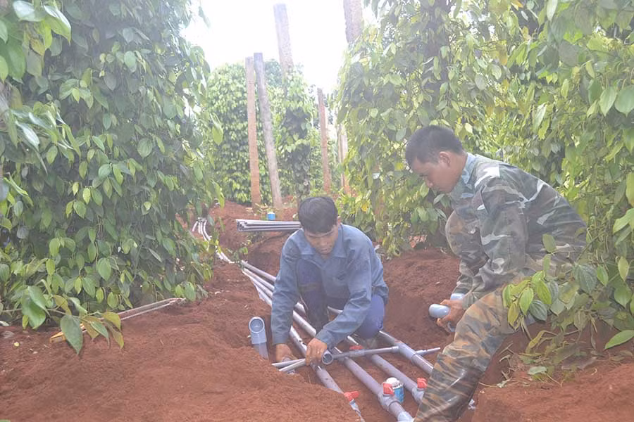 Gia đình anh Rơ Ma Tíu-làng Dơk Lah (xã Ia Dơk) lắp đặt hệ thống tưới tiết kiệm cho cây hồ tiêu để phát triển kinh tế ổn định. Ảnh: Lê Nam