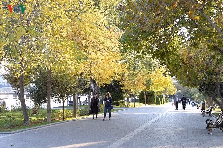 Người dân Baku tản bộ dưới những tán cây đã chuyển sang sắc vàng vào một chiều thu.