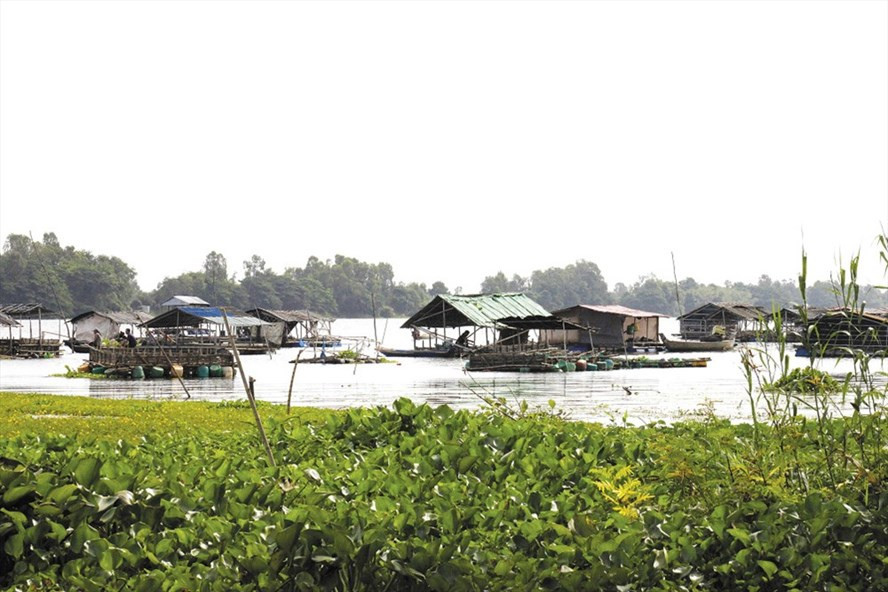 Nuôi cá bè trên Búng Bình Thiên. Ảnh: LỤC TÙNG