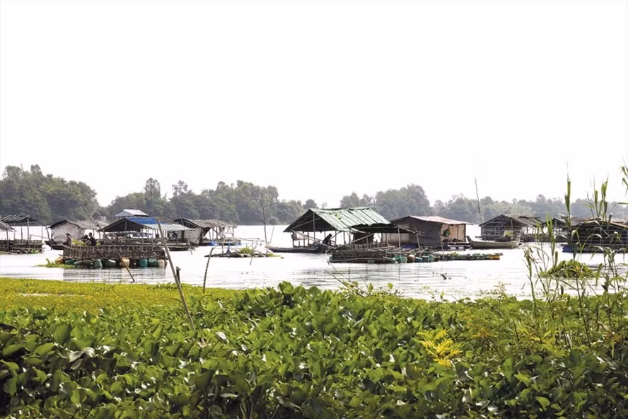 Nuôi cá bè trên Búng Bình Thiên. Ảnh: LỤC TÙNG