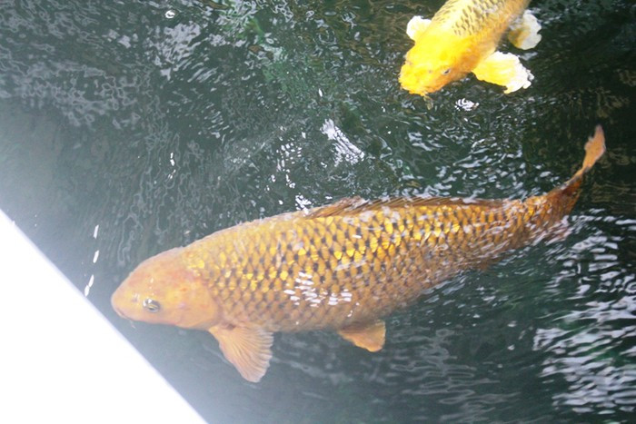 Một trong những chú cá koi lớn nhất của anh Quyền dài khoảng 80-90 cm Một trong những chú cá koi lớn nhất của anh Quyền dài khoảng 80-90 cm