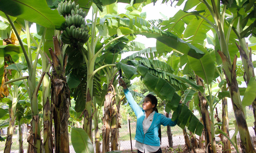 Vườn chuối cho thu nhập cao của gia đình chị Đinh Thị Chư. Ảnh: Ngọc Thu