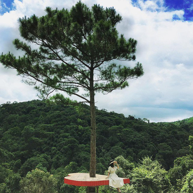 Cây thông độc đáo này tọa lạc tại khu du lịch Hoa Sơn Điền Trang, nằm ngay đèo Tà Nung, Lâm Đồng (Quốc lộ 725), tuyến đèo nối liền thị trấn Nam Ban và Thành phố Đà Lạt. Ảnh: @nmn.ngocn
