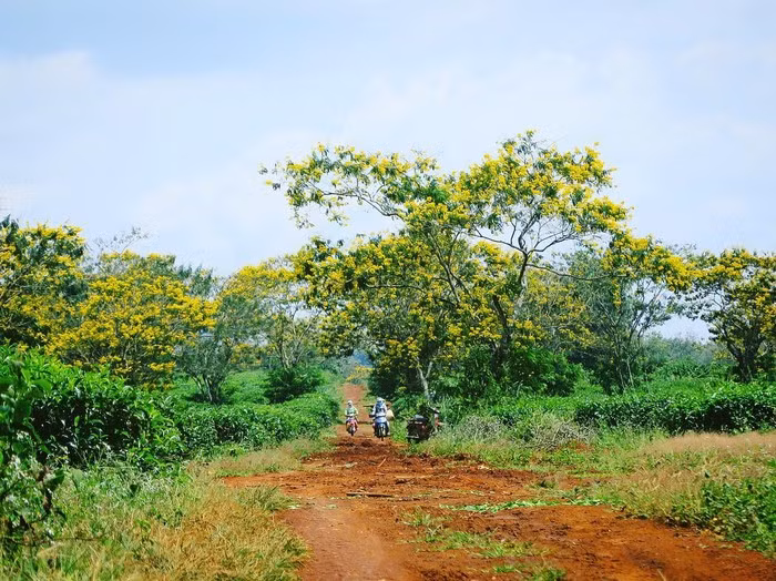 Qua những cung đường với hàng muồng dài tít tắp về phía chân trời, hàng vạn cánh hoa rơi tạo nên khung cảnh lãng mạn hiếm có. Hoa muồng vàng trải đầy đường đất khiến bạn có cảm giác như đang lạc lối trong một thước phim Hàn Quốc lãng mạn. Ảnh: Dizzythanhle.