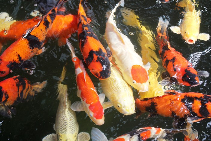 Được lai tạo từ nhiều giống khác nhau nên màu sắc của những chú cá coi này trông khá bắt mắt Được lai tạo từ nhiều giống khác nhau nên màu sắc của những chú cá coi này trông khá bắt mắt