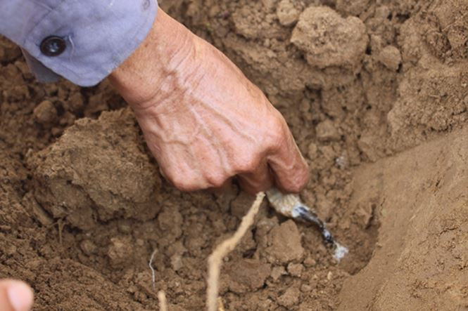 Hang ổ của sùng đất - ảnh Ng. Ngọc  Hang ổ của sùng đất - ảnh Ng. Ngọc