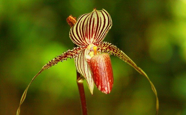 Loài hoa đặc biệt này chỉ nở 15 năm 1 lần vào giữa tháng 4 và tháng 5, được coi là “Vàng của Kinabalu”. Loài hoa đặc biệt này chỉ nở 15 năm 1 lần vào giữa tháng 4 và tháng 5, được coi là “Vàng của Kinabalu”.