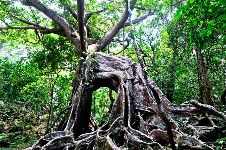  Sở dĩ có tên gọi đặc biệt như vậy, bởi cây đa này có hình dáng y hệt một con nai rừng với phần thân xẻ làm đôi giống như hai cặp chân trước - chân sau của con nai và phần tán cây vươn lên giữa trời như chiếc sừng nai.