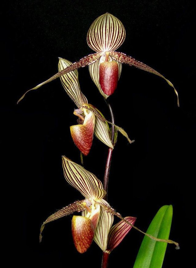 Hiện, lan Gold of Kinabalu orchid chỉ có trong vườn quốc gia Kinabalu ở Sabah nước Malaysia. Hiện, lan Gold of Kinabalu orchid chỉ có trong vườn quốc gia Kinabalu ở Sabah nước Malaysia.