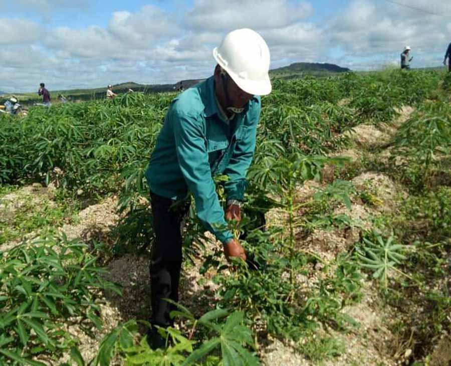 Một số diện tích mì ở huyện Chư Pưh bị bệnh khảm lá virut. Ảnh: Ngọc Sang