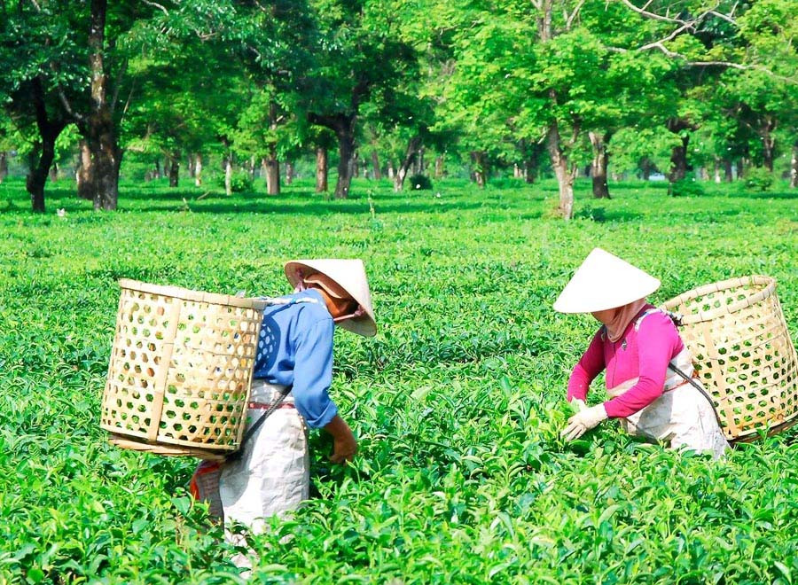 Cùng với sự đầu tư trong khâu chế biến sản phẩm chè, nếu thêm cú hích du lịch nữa sẽ không chỉ đưa vùng chè lịch sử này trở thành điểm đến hấp dẫn mà còn có thể giúp ngành Chè Gia Lai khởi sắc.