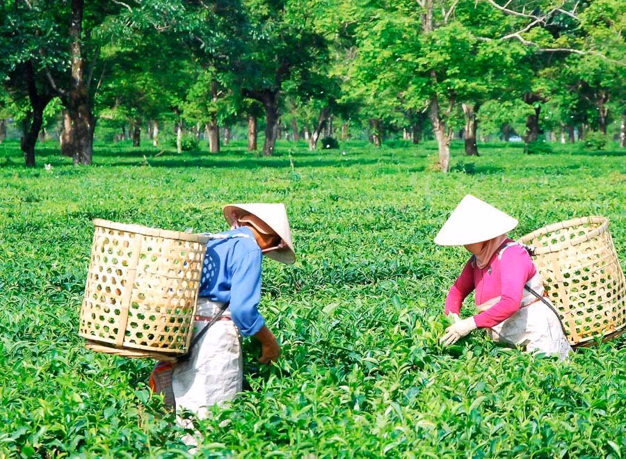 Cùng với sự đầu tư trong khâu chế biến sản phẩm chè, nếu thêm cú hích du lịch nữa sẽ không chỉ đưa vùng chè lịch sử này trở thành điểm đến hấp dẫn mà còn có thể giúp ngành Chè Gia Lai khởi sắc.