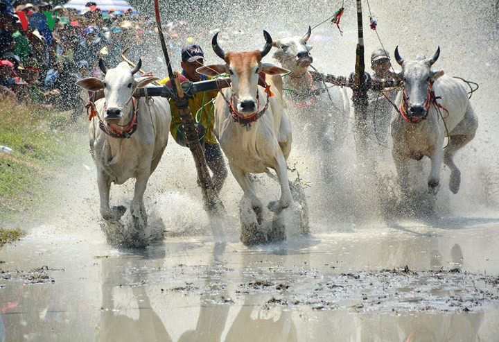 Hình thức thi đấu theo thể thức đấu loại trực tiếp với 1 vòng đua (vừa hô vừa thả) để chọn đôi bò chiến thắng vào vòng tiếp theo.