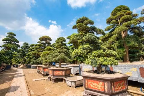 Tùng La hán Nhật được các đại gia Việt Nam săn lùng, sẵn sàng bỏ ra hàng tỷ đồng để sở hữu.