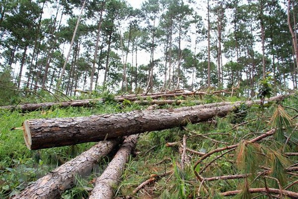 Khu vực rừng thông thuộc khu phố Bạch Đằng, thị trấn Nam Ban, huyện Lâm Hà, Lâm Đồng bị cưa hạ. (Ảnh: Đặng Tuấn-Nguyễn Dũng/TTXVN) Khu vực rừng thông thuộc khu phố Bạch Đằng, thị trấn Nam Ban, huyện Lâm Hà, Lâm Đồng bị cưa hạ. (Ảnh: Đặng Tuấn-Nguyễn Dũng/TTXVN)