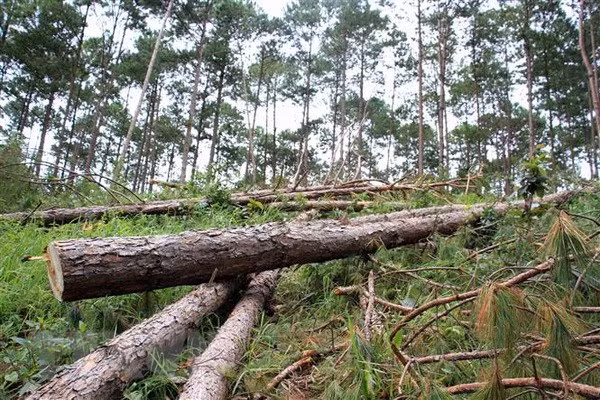 Khu vực rừng thông thuộc khu phố Bạch Đằng, thị trấn Nam Ban, huyện Lâm Hà, Lâm Đồng bị cưa hạ. (Ảnh: Đặng Tuấn-Nguyễn Dũng/TTXVN) Khu vực rừng thông thuộc khu phố Bạch Đằng, thị trấn Nam Ban, huyện Lâm Hà, Lâm Đồng bị cưa hạ. (Ảnh: Đặng Tuấn-Nguyễn Dũng/TTXVN)