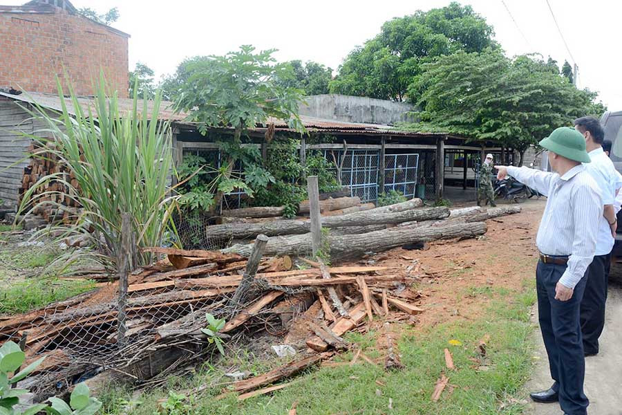 (GLO)- Huyện Ia Pa đang vào cuộc kiên quyết ngăn chặn tình trạng các hộ dân sử dụng trái phép gỗ, củi rừng tự nhiên làm chất đốt sấy thuốc lá.