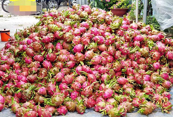 Thanh long bế tắc đầu ra, giá giảm mạnh ở nhiều tỉnh thành