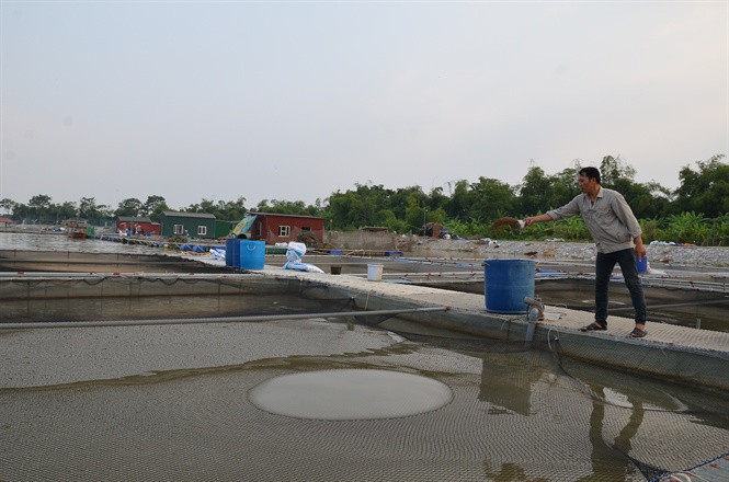 Cho cá chép không vảy ăn