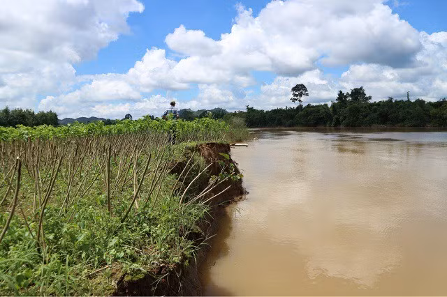 Vườn dâu của ông Nguyễn Văn Nghĩa (Đạ Tẻh) cũng bị sạt lở do các cá nhân, doanh nghiệp được cấp phép hút cát trở lại.