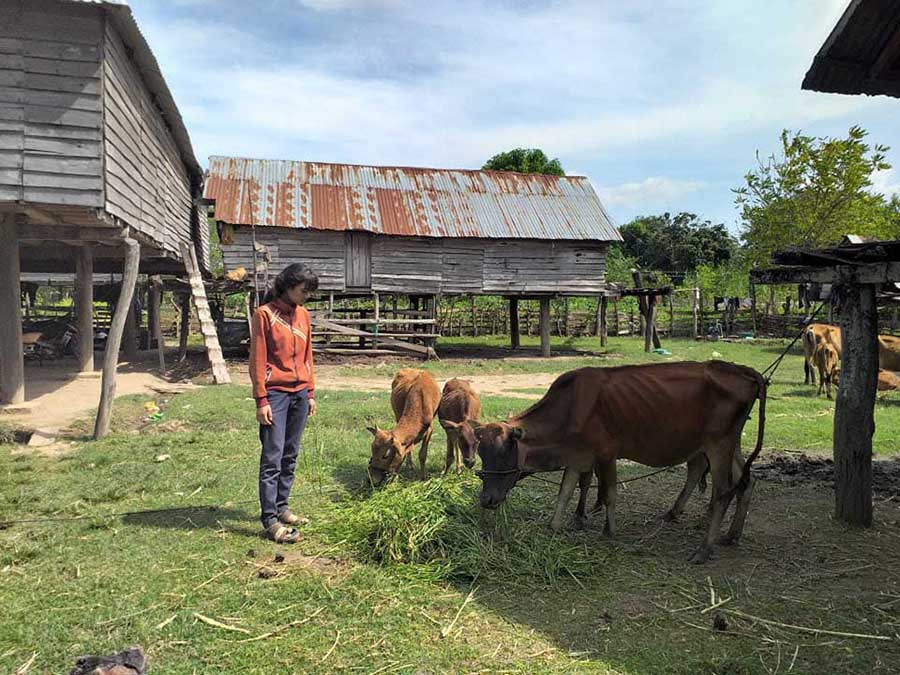  Nhờ được hỗ trợ bò và kỹ thuật chăn nuôi, nhiều hộ dân xã Ia Hiao đã vươn lên thoát nghèo. Ảnh: H.T