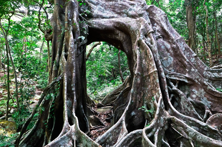 Khoảng trống ở giữa thân cây đa. 