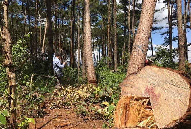 Nhiều cây thông hàng chục năm tuổi bị đốn hạ.