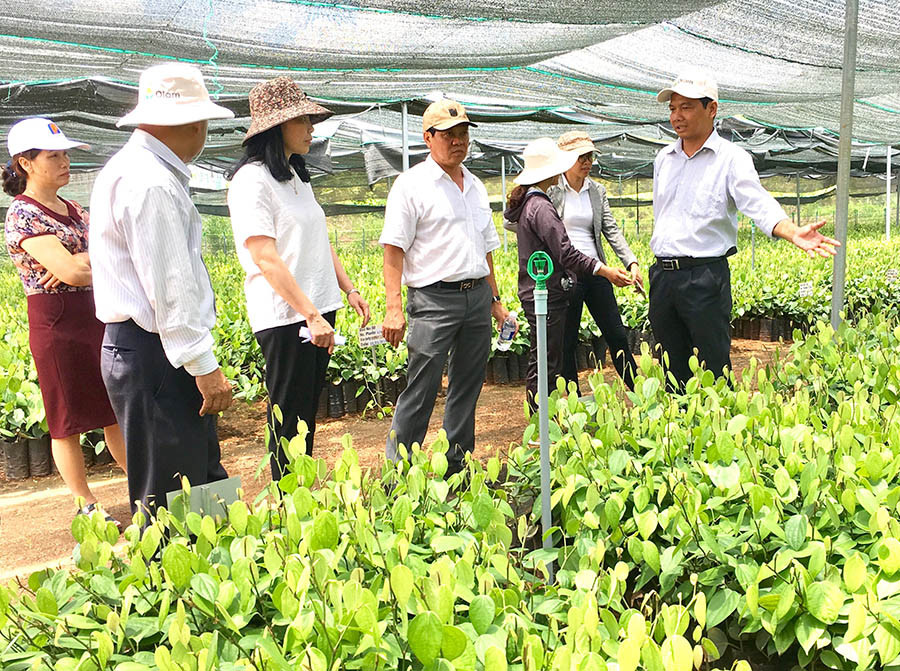  Công ty cổ phần Đầu tư và Xây dựng Trường Thịnh đầu tư dự án trồng hồ tiêu bằng công nghệ nông nghiệp thông minh tại xã Ia Le, huyện Chư Pưh. Ảnh: Hà Duy