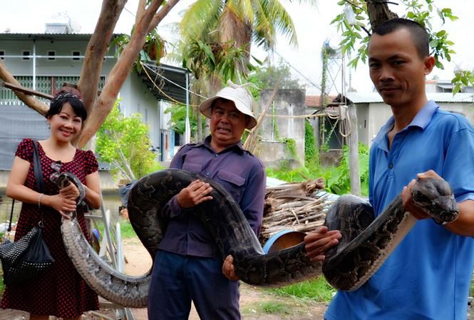 Con trăn cái nặng khoảng 1 tạ. Ảnh Phạm Đức