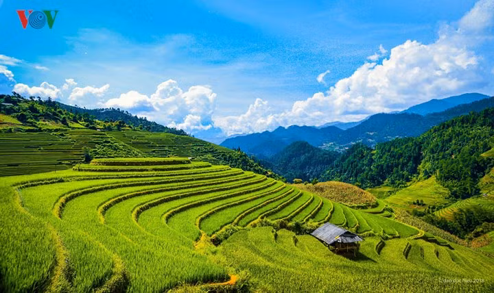 Những ngày cuối tháng 9, đầu tháng 10, Mù Cang Chải (Yên Bái) bước vào mùa lúa vàng đẹp nhất trong năm, hấp dẫn những đoàn người nối nhau về đây tận hưởng mùa thu trọn vẹn trong hương thơm lúa chín. Một trong những điểm đến được nhiều du khách lựa chọn ghé thăm chính là đồi mâm xôi thuộc xã La Pán Tẩn.