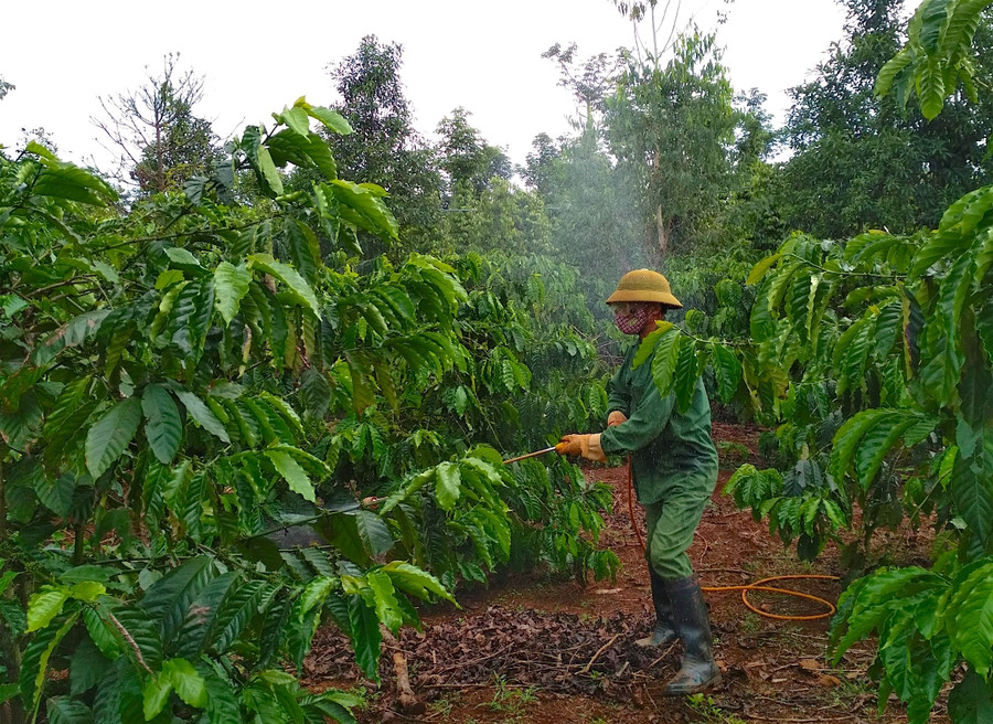  Người dân tham gia mô hình đang phun thuốc tập trung cho cà phê. Ảnh: Hồng Thi
