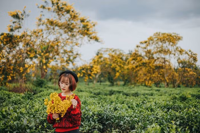  Từ trên cao nhìn xuống, bạn sẽ ngỡ như mình đang chiêm ngưỡng tấm thảm thiên nhiên với màu xanh chủ đạo của lá chè, điểm tô bởi những nét chấm phá màu vàng đẹp mắt. Sắc vàng óng ả của hoa muồng khiến du khách mê mẩn ngắm nhìn, không nỡ rời đi. Ảnh: Nguyễn Thị Thán Uy.