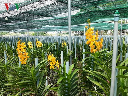 Trang trại hoa lan Mokara của anh Lê Thành Trung