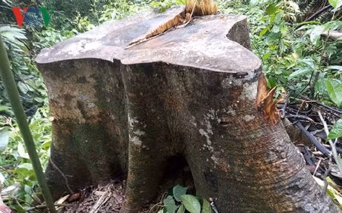 Nhiều gốc cây lớn tại tiểu khu 215, thuộc xã Lộc Hòa, huyện Phú Lộc bị chặt hạ. Nhiều gốc cây lớn tại tiểu khu 215, thuộc xã Lộc Hòa, huyện Phú Lộc bị chặt hạ.