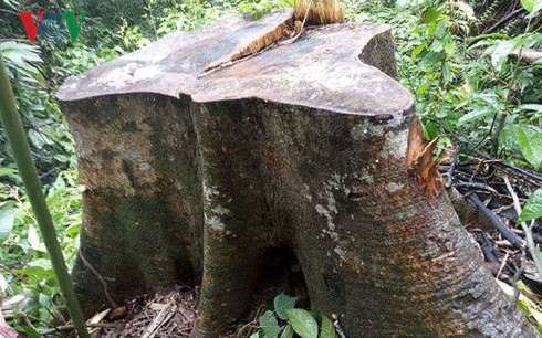 Nhiều gốc cây lớn tại tiểu khu 215, thuộc xã Lộc Hòa, huyện Phú Lộc bị chặt hạ.