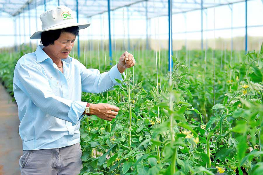 Công ty TNHH một thành viên Hương Đất An Phú (TP. Pleiku) trồng rau sạch theo tiêu chuẩn VietGAP. Ảnh: Đ.T