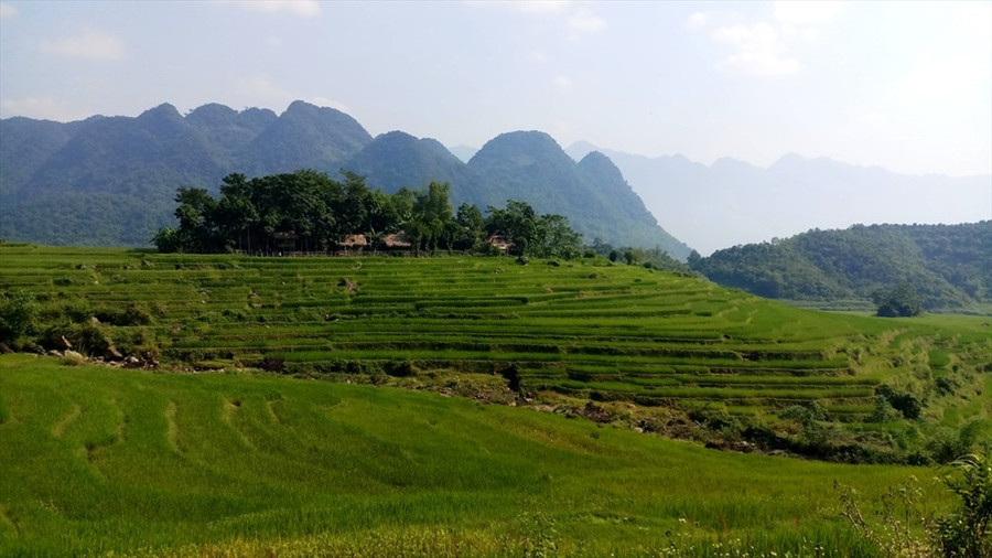  Nhưng cánh đồng ruộng bậc thang đương độ ngả vàng.