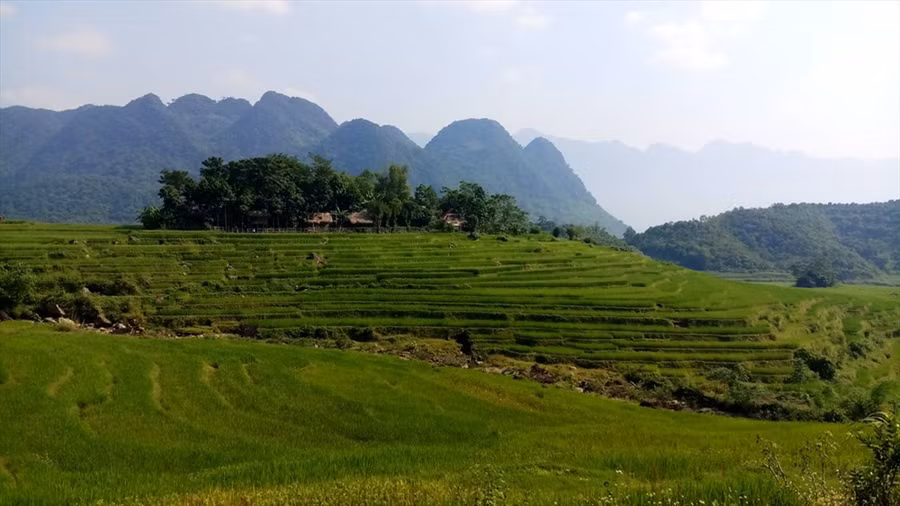  Nhưng cánh đồng ruộng bậc thang đương độ ngả vàng.