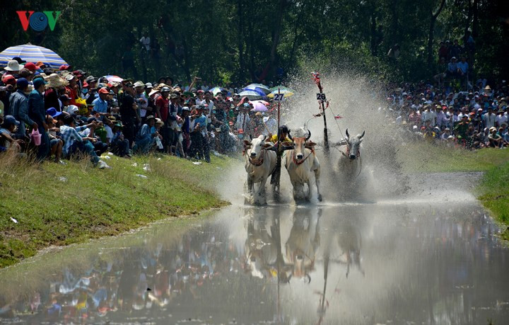 Đôi bò giành được giải cao trong năm không những mang lại cho chủ nhân của chúng niềm kiêu hãnh mà còn mang đến cho cả phum sóc niềm vui và hứa hẹn một mùa bội thu, dân làng no ấm.