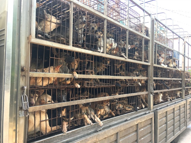 Chó thu mua ở miền Trung trên xe vận chuyển ra miền Bắc tiêu thụ