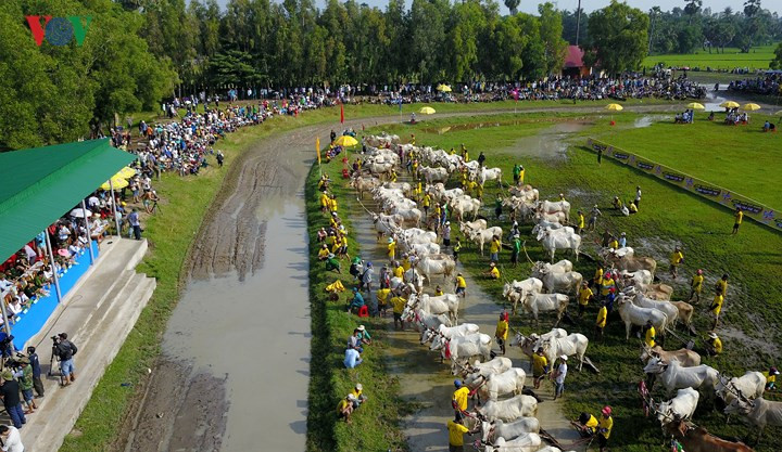 Sôi nổi trường đua bò Bảy Núi 2018.