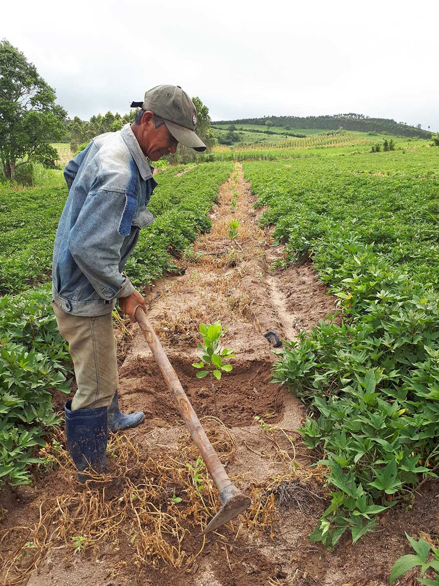  Ông Nguyễn Văn Thanh (xã Kông Yang) chăm sóc vườn điều mới trồng. Ảnh: L.N