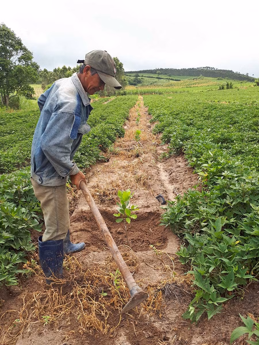  Ông Nguyễn Văn Thanh (xã Kông Yang) chăm sóc vườn điều mới trồng. Ảnh: L.N