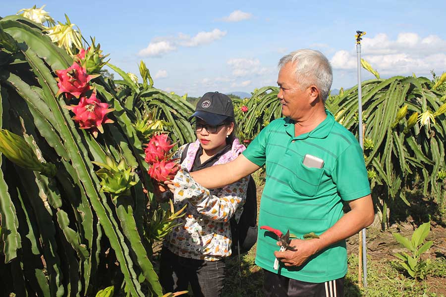  Thanh long là mặt hàng trái cây xuất khẩu được ưa chuộng. Ảnh: Lê Lan