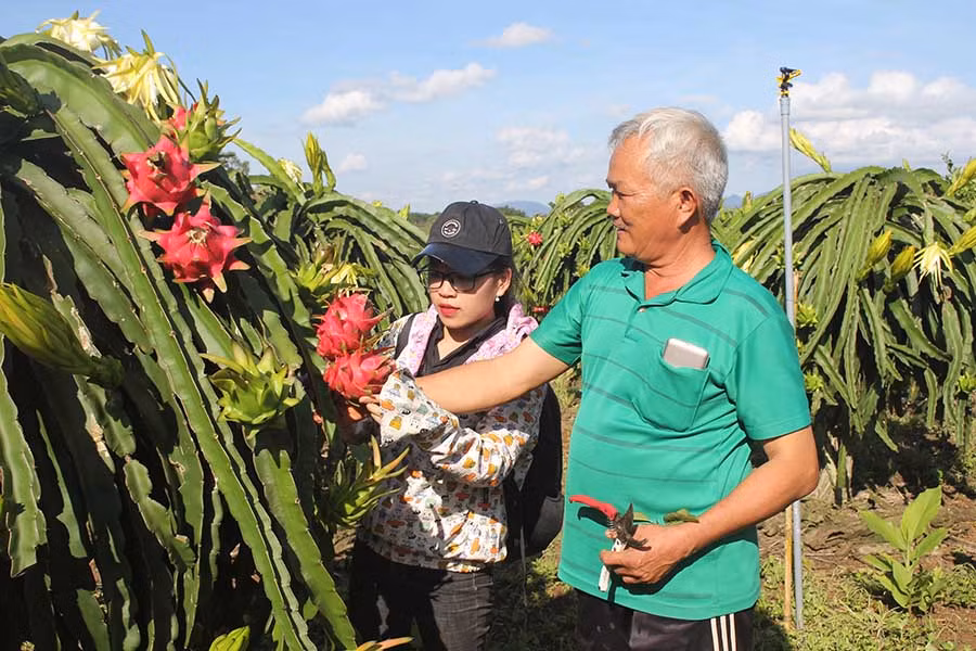  Thanh long là mặt hàng trái cây xuất khẩu được ưa chuộng. Ảnh: Lê Lan